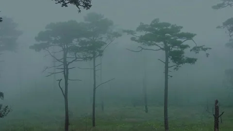 A winter mist covers the twin pine forests.  Phu Soi Dao , Thailand Video stock 235932400
