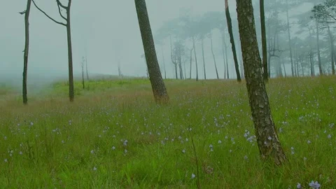 A winter mist hung over vast fields of purple wildflowers as if from heaven. Video stock 235932216