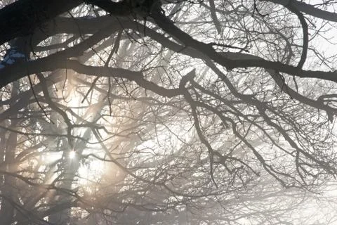 Winter mist through trees Stock Photos