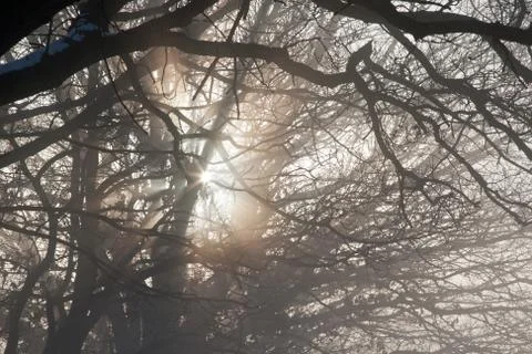 Winter mist through trees Stock Photos