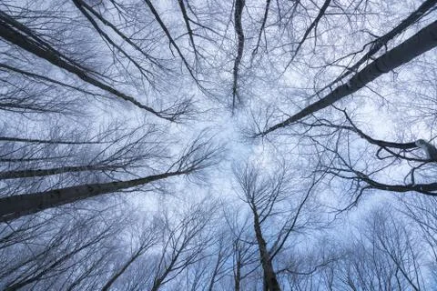 Winter Misty Forest Stock Photos