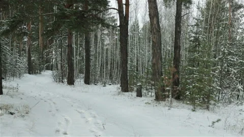 Winter mixed forest birch pine trees camera motion Stock Footage 118600108