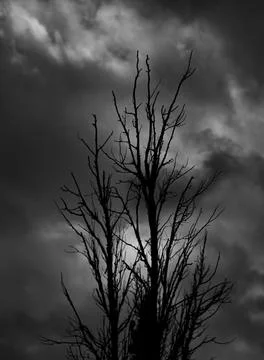 Winter monochrome Stock Photos