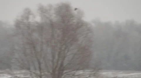 Winter, Montagu's harrier flight Stock Footage 45302092