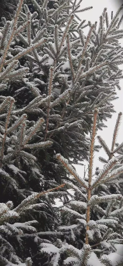 Winter mood Stock Footage 230092923