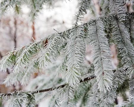 Winter mood Stock Photos