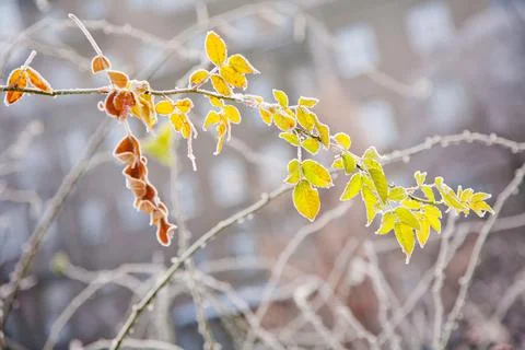 Winter mood 스톡 사진