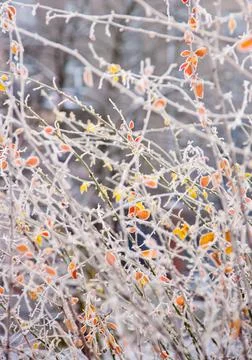 Winter mood 스톡 사진