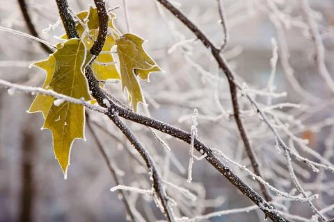 Winter mood Foto stock