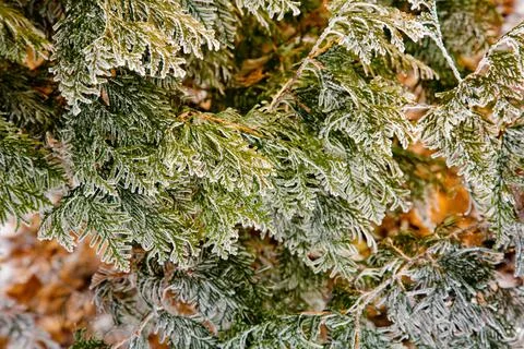 Winter mood 스톡 사진