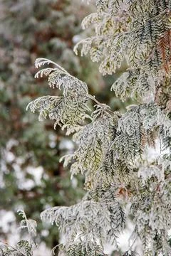 Winter mood Stock Photos