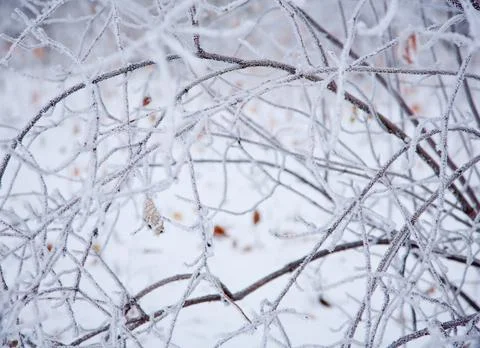 Winter mood 스톡 사진