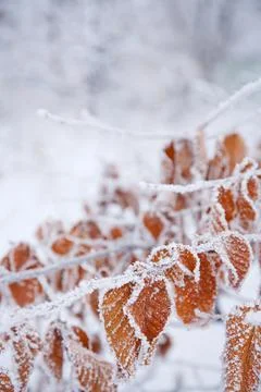 Winter mood 스톡 사진