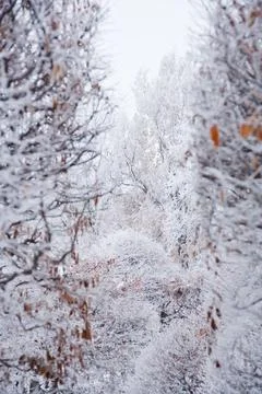 Winter mood Foto stock