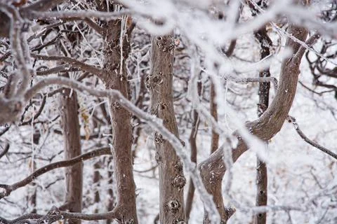 Winter mood 스톡 사진