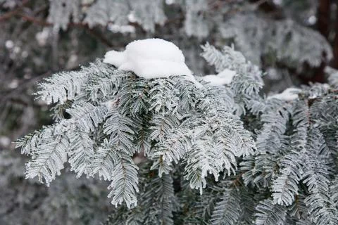 Winter mood Foto stock
