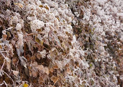 Winter mood Stock Photos