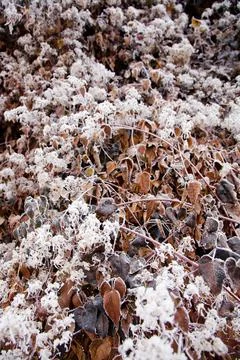 Winter mood Stock Photos