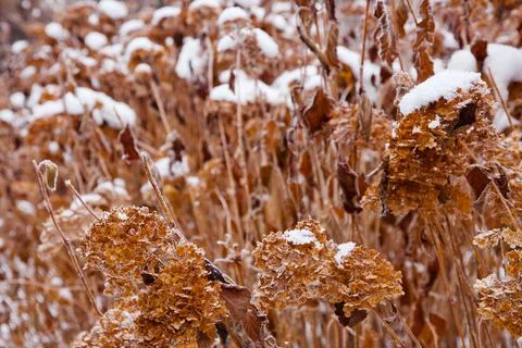 Winter mood Stock Photos