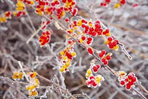 Winter mood Foto stock