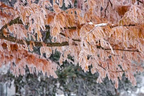 Winter mood Stock Photos