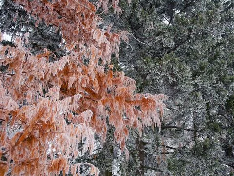 Winter mood Foto stock