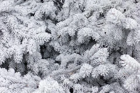 Winter mood Stock Photos