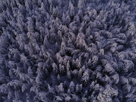 Winter mood 库存照片