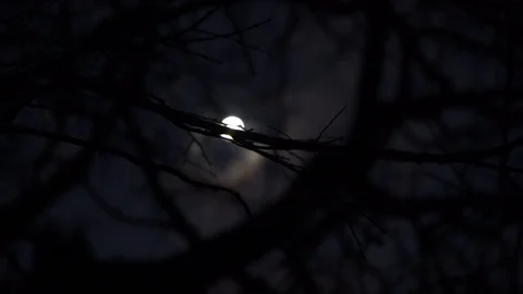 Winter Moon Silhouetteed by Branches Stock Footage