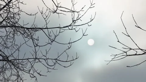 Winter moon through branches Stock Footage 327902194