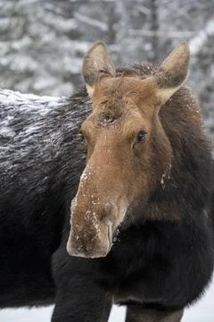 Winter Moose Manitoba Stock-Fotos