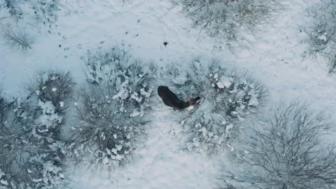 In winter, moose needs mixed and coniferous forests with dense undergrowth Stock Footage 149187448