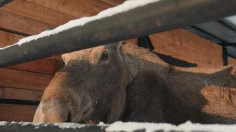 Winter moose scene. Snowcovered forest animal shelter. Rustic barn with peaceful Stock Footage 333408609
