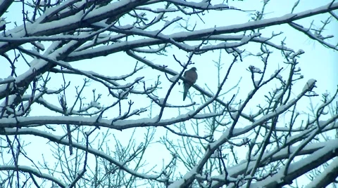 Winter - Morning Dove - Snow Covered Tree Stock Footage 42934853