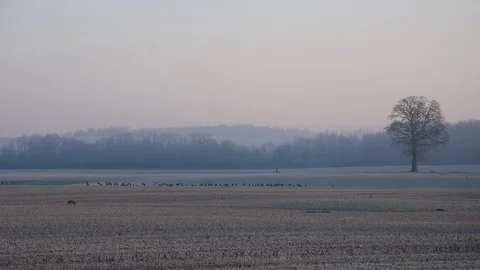 Winter morning Stock Footage 123354746