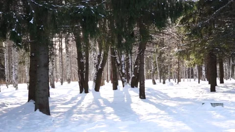 Winter morning in the forest Stock Footage 159881525