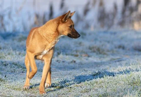 A winter morning, a mongrel standing on the grass covered with frost Foto stock
