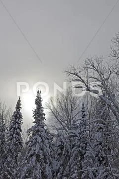 Winter morning Stock Photos