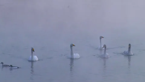 Winter Morning River: Mist, Swans, and Ducks Stock Footage 332412341