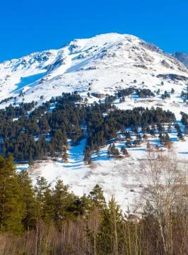 Winter Mountain and Trees Stock Photos