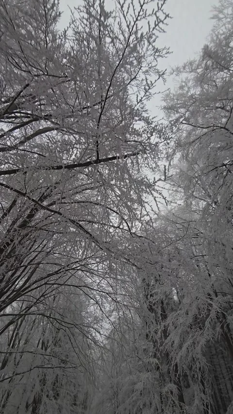 Winter mountain drive on a snow covered winding road with icy trees lining .. Video stock 328163546