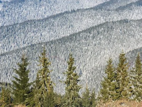 Winter mountain forest background Stock Photos