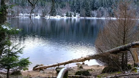 Winter mountain forest covered with snow on the bank of the lake Stock Footage 266667072