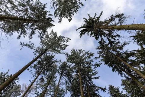 Winter mountain forest landscape.View from below. Poland Stock Photos