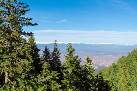 Winter mountain forest Foto stock