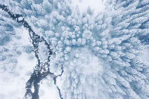 Winter mountain forest Stock Photos