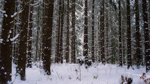 Winter Mountain Forest. Pine Trees Fairy Forest. 스톡 동영상 150393842