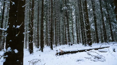 Winter Mountain Forest. Pine Trees Fairy Forest. Видео 150393918