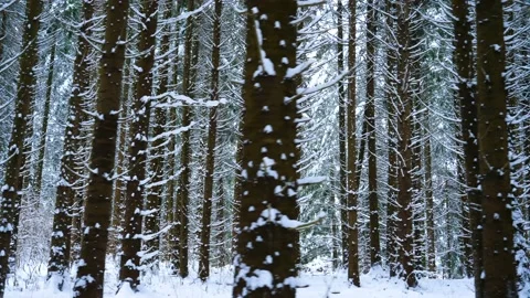 Winter Mountain Forest. Pine Trees Fairy Forest. Stock Footage 150393974