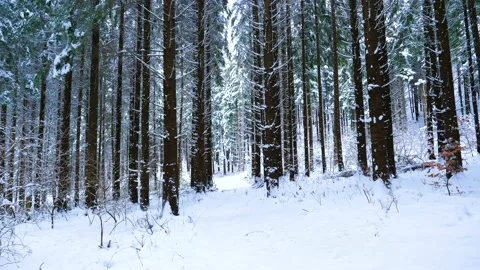 Winter Mountain Forest. Pine Trees Fairy Forest. Stock-Footage 150393982